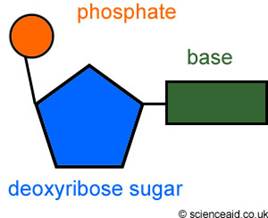 nucleotide.jpg