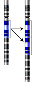 Gene-duplication-notext.png