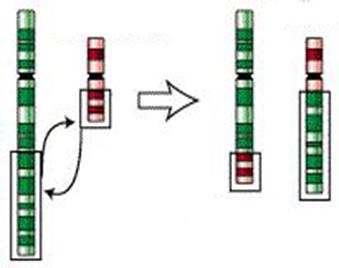 Mutation_translocation.jpg